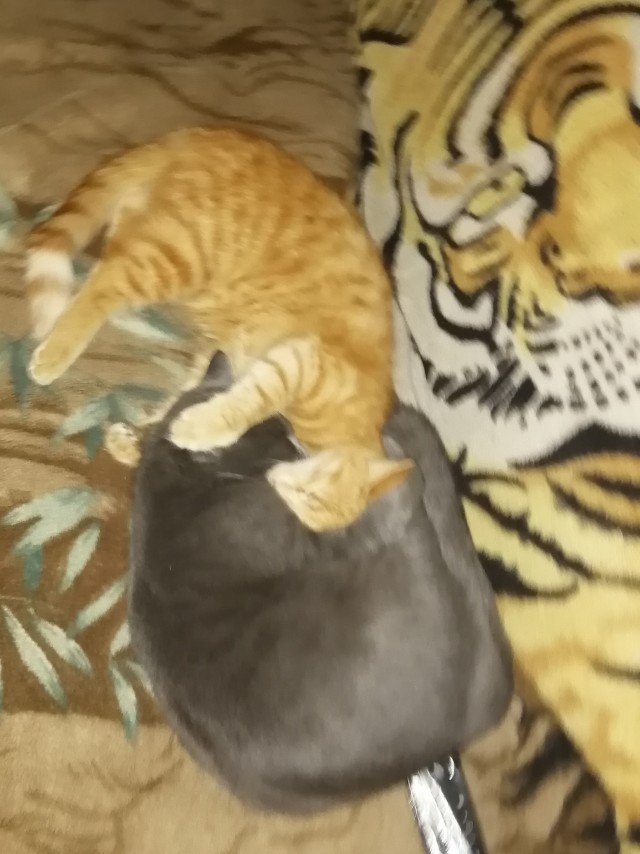 К котовторнику