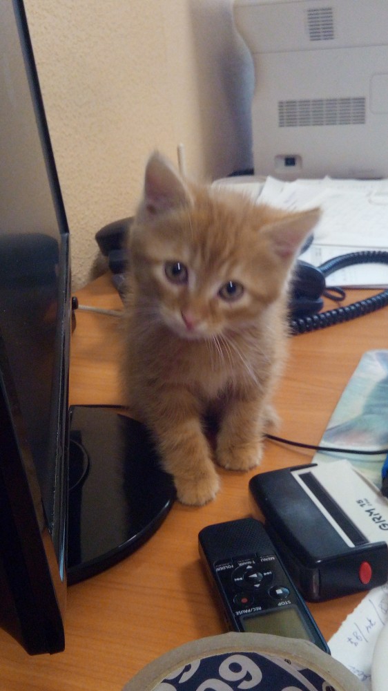 Котовторнику быть