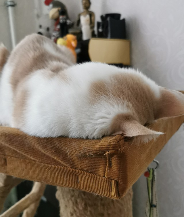 Котовторник так котовторник