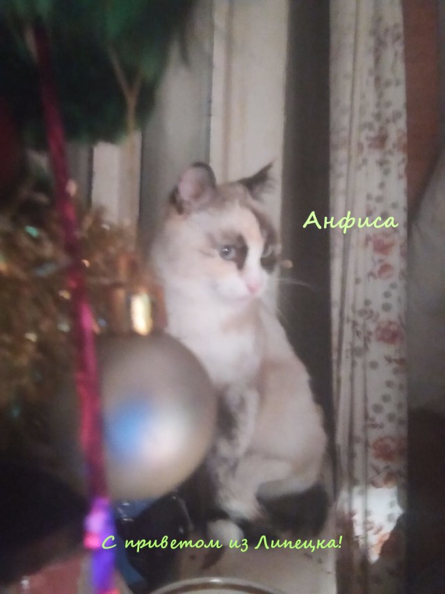 Жизнь домашнего приюта "Котоленд" 317