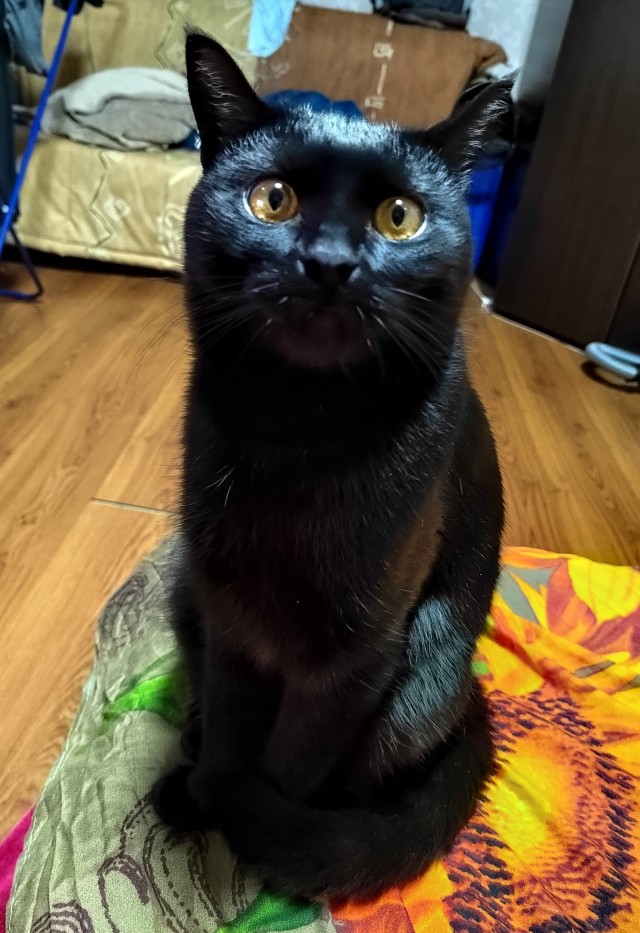 Что-то котовторник никто не начинает...
