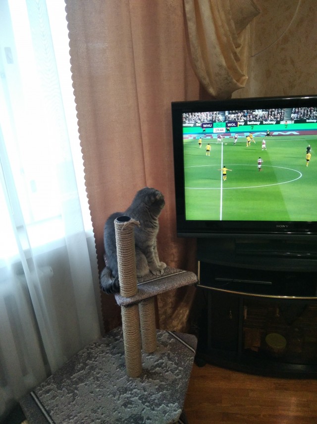 Господа и дамы ЯПа! Котовторник у нас начался! Отойдите от политоты и давайте котиков побольше!