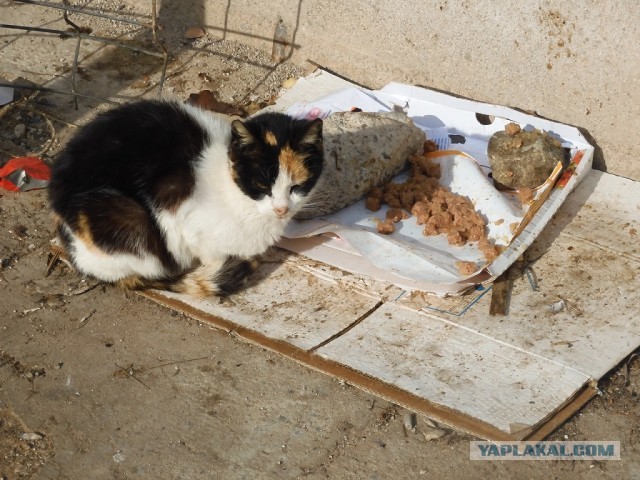 Дочь не пригласила на свадьбу отчима, который растил ее с 9 лет. Я тоже на эту свадьбу не пойду