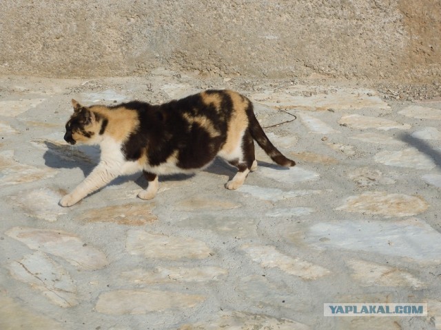 Не буду я ждать котовторника!