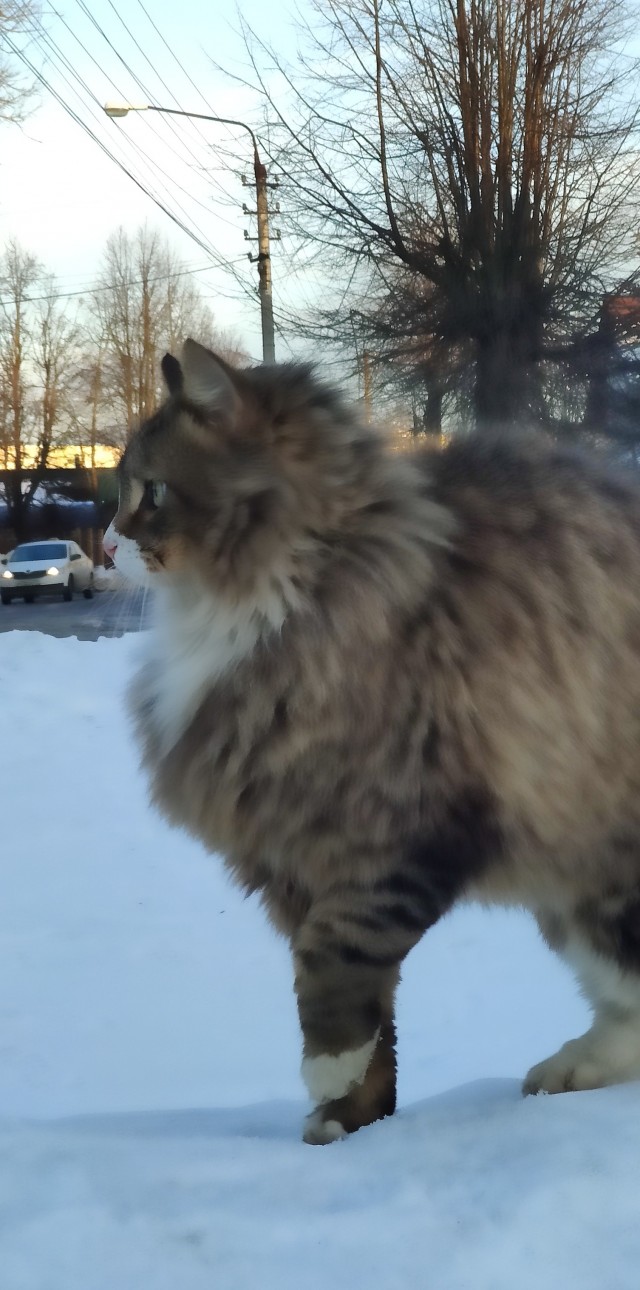 Знакомьтесь Гарыныч!