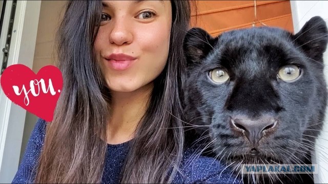 Камышовый котэ