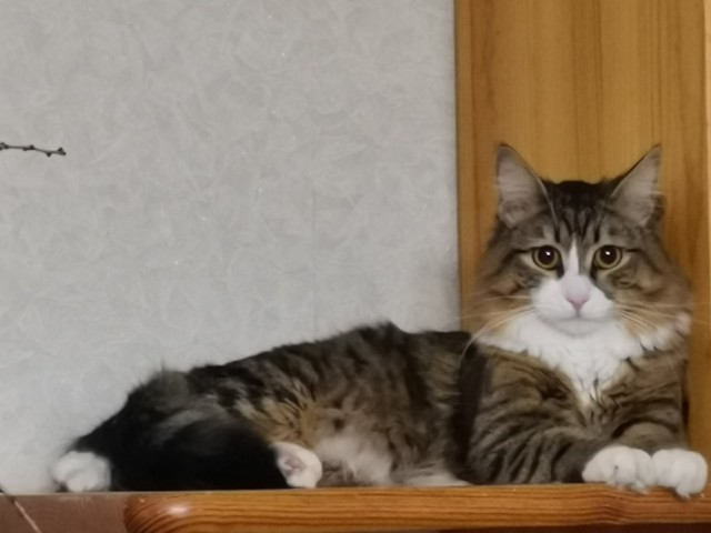 А это мой котан к котовторнику