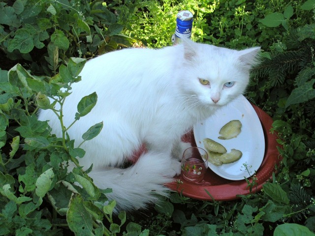 А вот и котовторник 24.05.2022