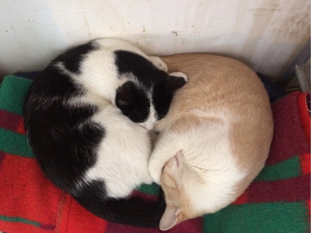 Кот д’Ивуар