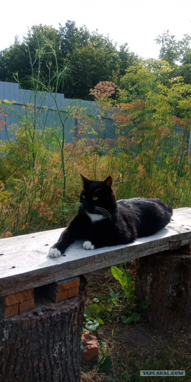 КотоФторник 23.08.22