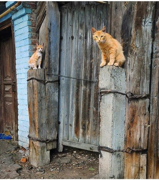 Юмор в картинках и без