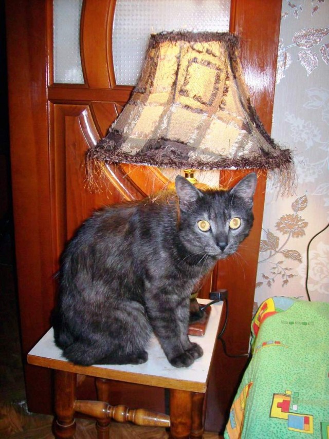 Котолампа. Кот и лампа - новый вариант старого мема
