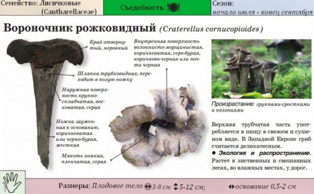 Десять самых красивых видов грибов в мире