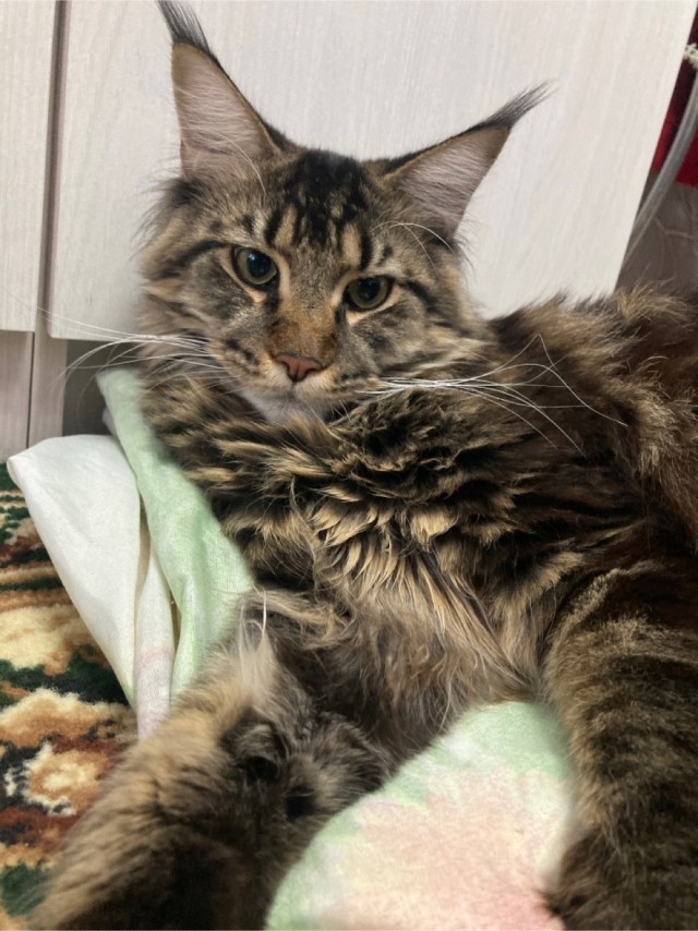 К котовторнику