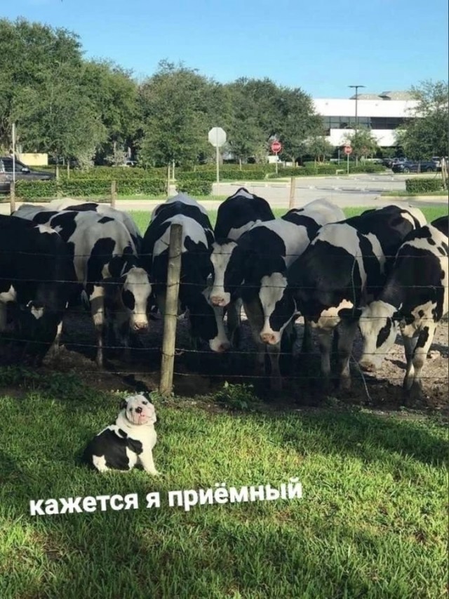 Так себе картинки 24.04.23