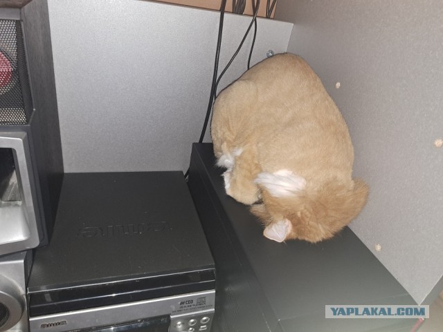 Когда кот не любит расчесываться