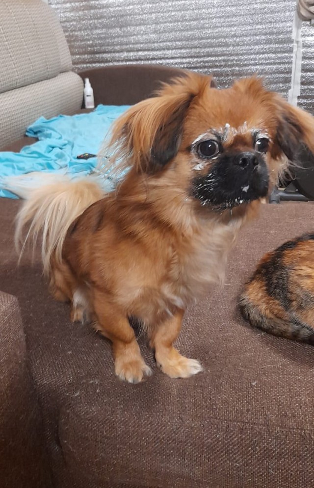 Девочка, которая не бросит