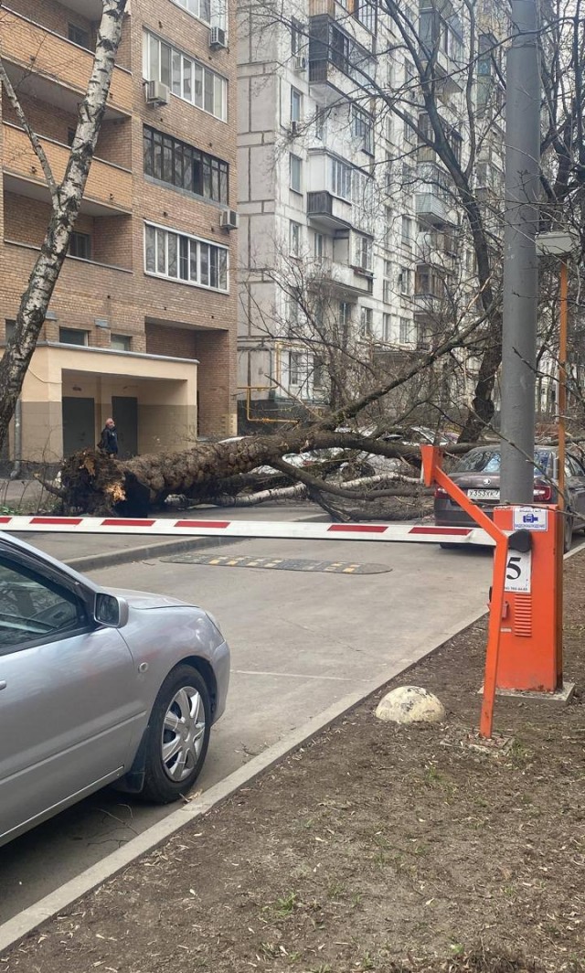 Жителям Москвы порекомендовали меньше находиться на улице – МЧС выпустило экстренное предупреждение об усилении ветра до 21 м/с