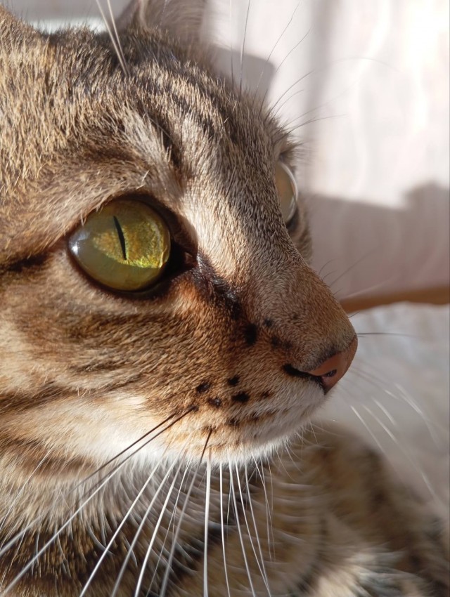 Кот Мухтар