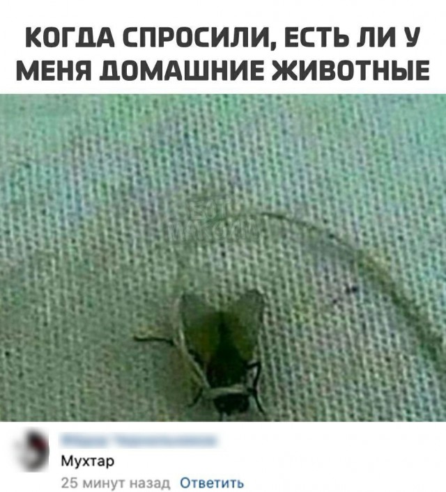 Никакие картинки