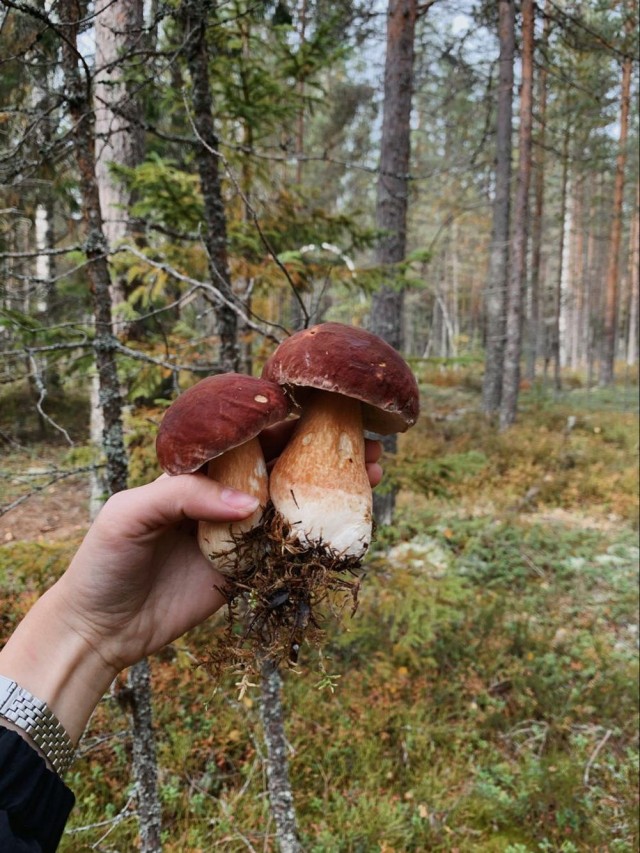 ФотоВинегрет