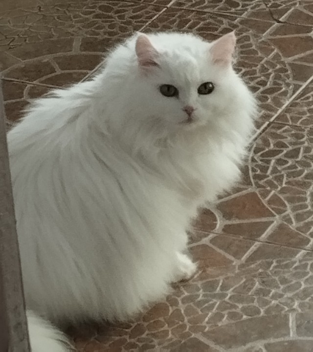 Последний котовторник в этом году