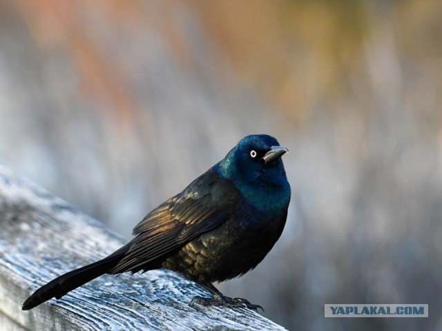 В Приокско-Террасном заповеднике остались зимовать семь видов птиц