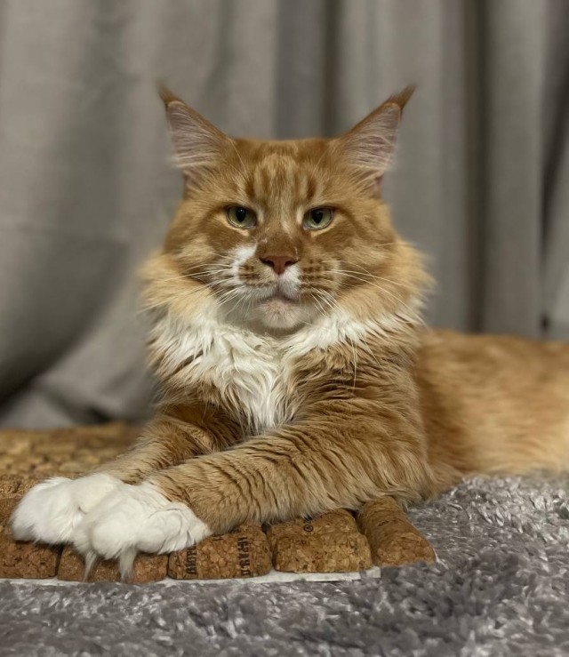 Котовторник! Успел!)