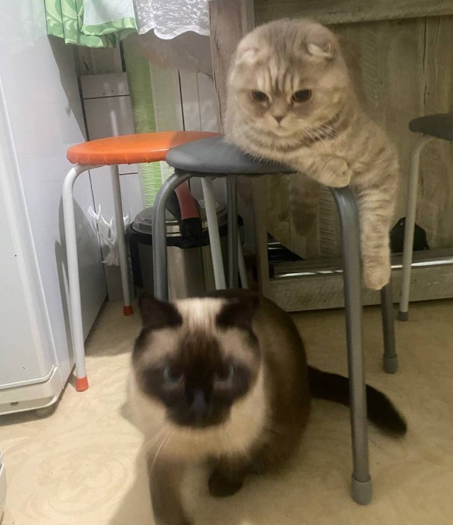 Спящий кот