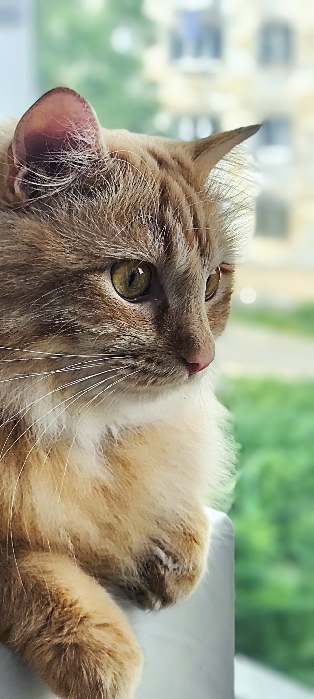 Котовторник