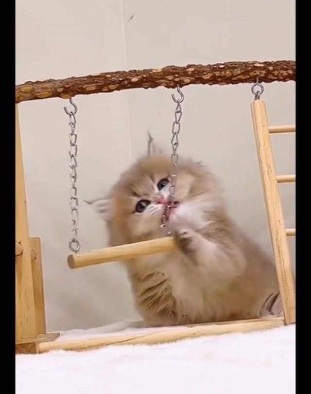 Чутка кошек