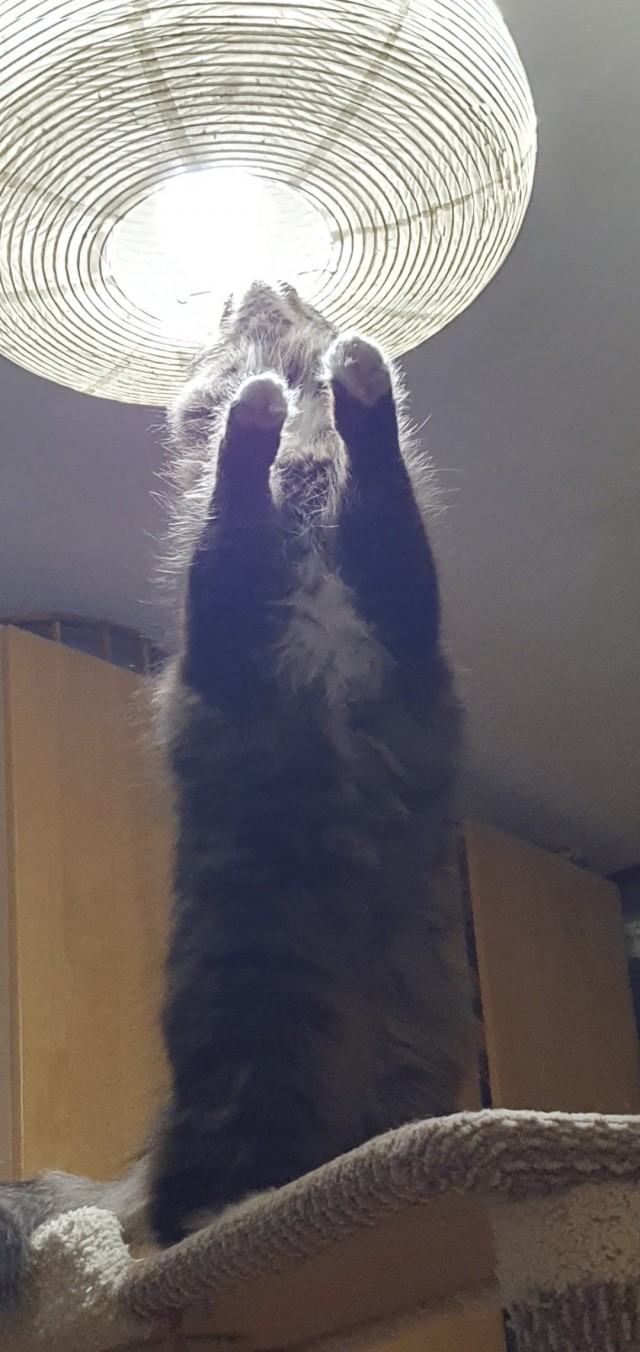 Котовторник же!