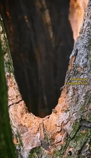 Немного сов на понедельник