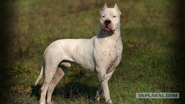 Разъярённые псы вцепились друг другу в горло в Янино