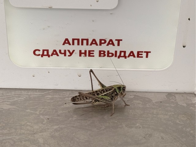 Безбилетник