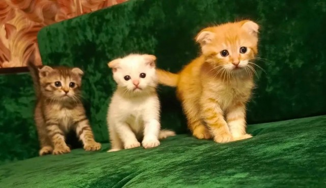 Коты