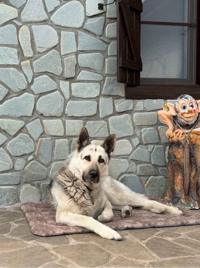 С днём собак!