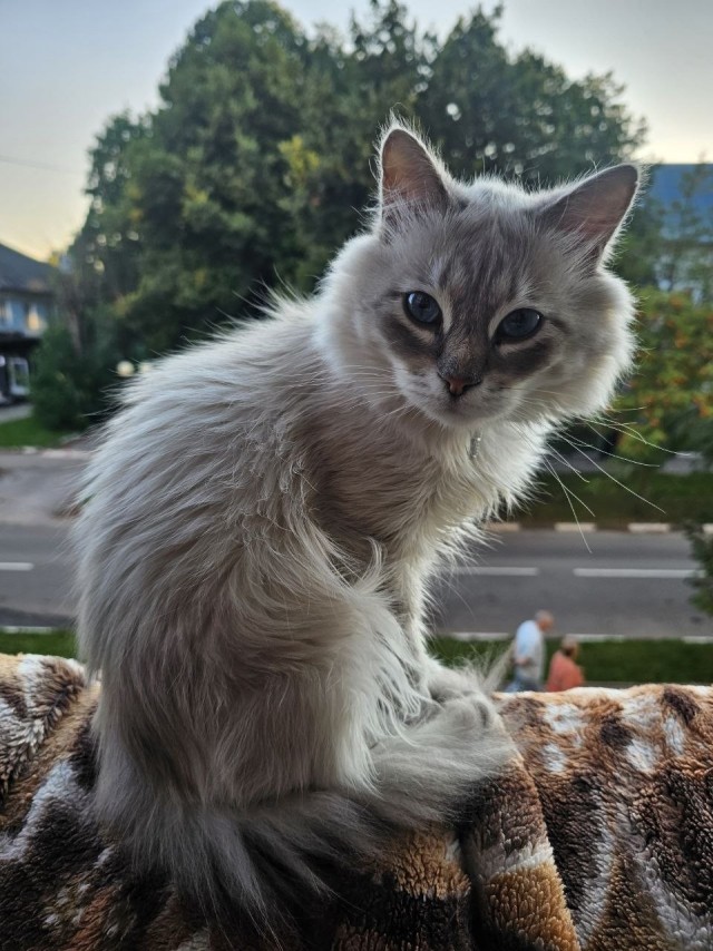 Котики в добрые руки