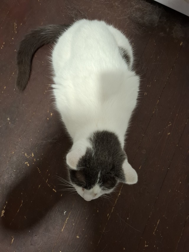 Котовторник