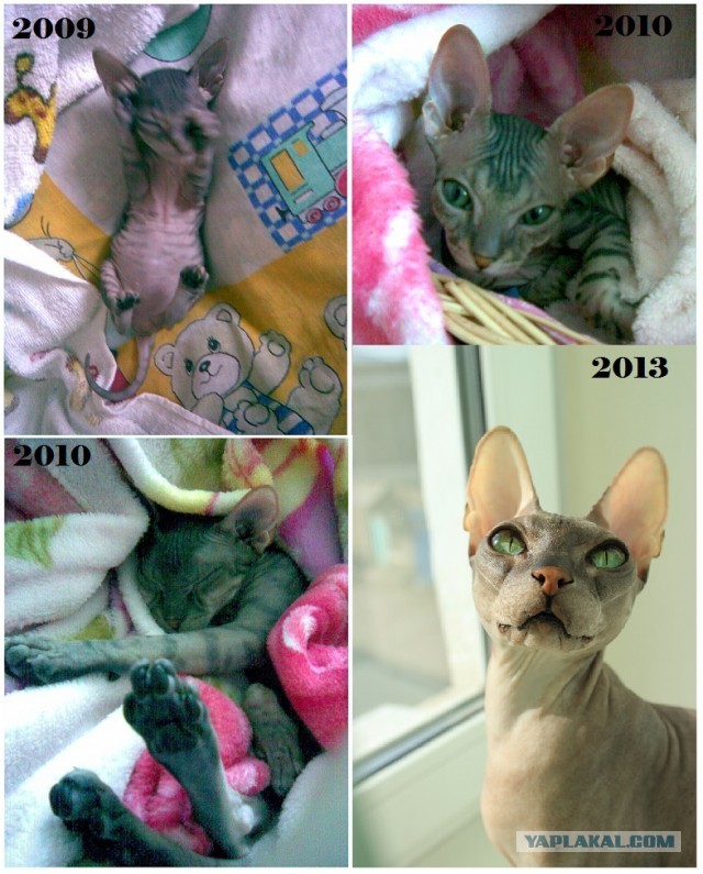 Коты и время