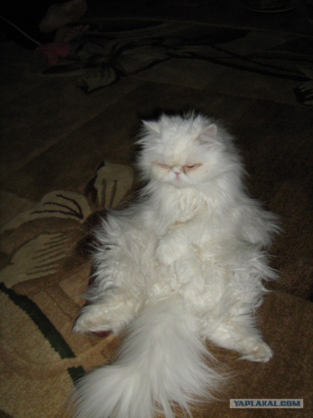 Атипичная кошатина