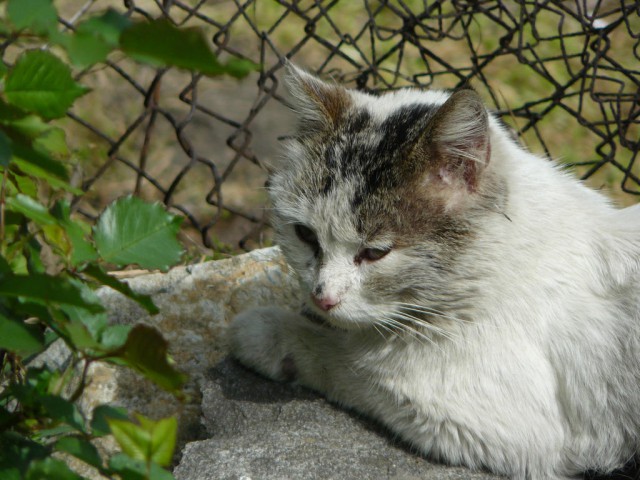 Котовторник   15.04.2014