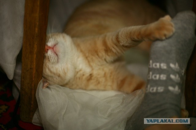 Котовторник 05.03.13