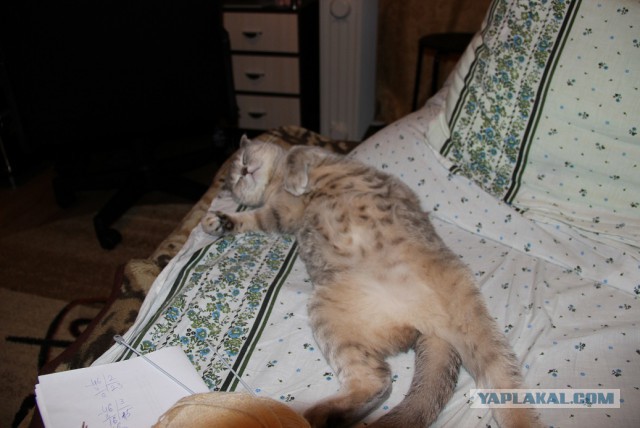 Кот "табака"