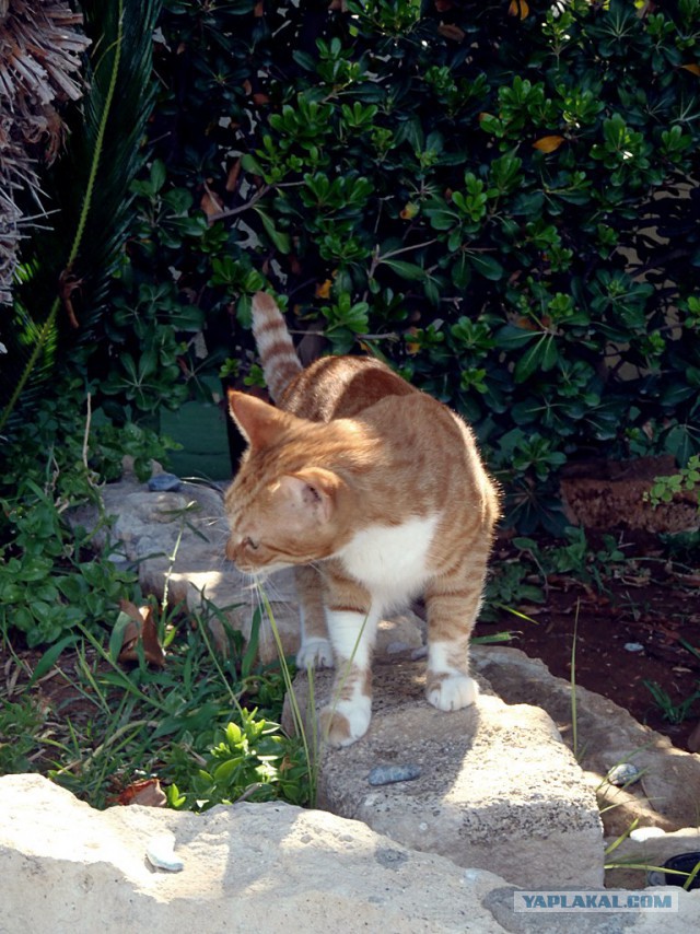 Котовторник 27.5.2014