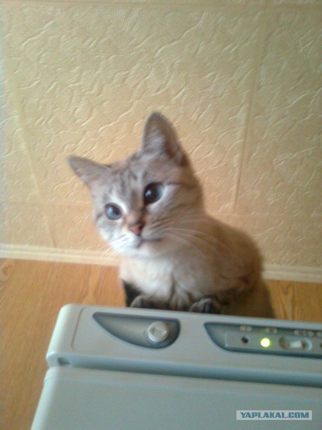 Тайские кошки
