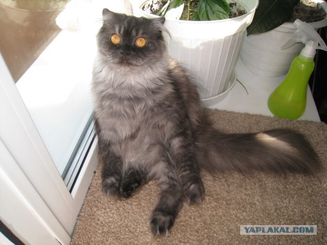 Котовторник 17.06.2014