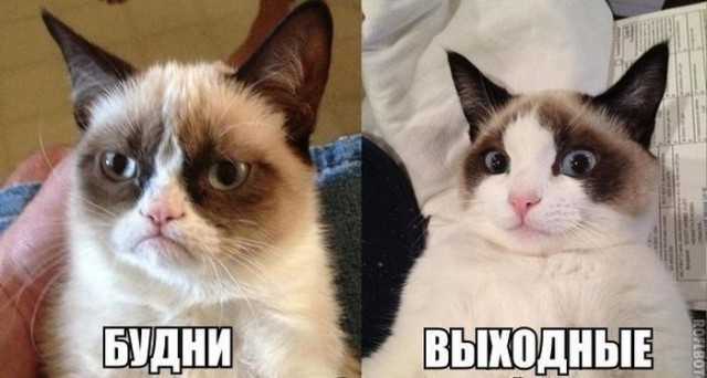 Веселые картинки