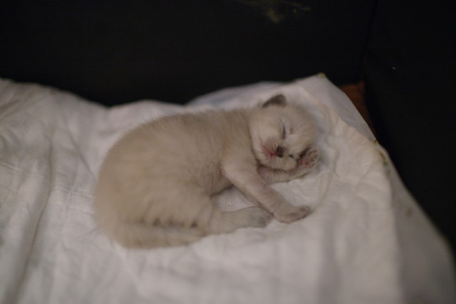 Котовторник 09.09.2014