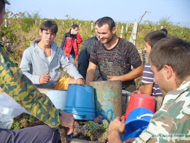 Сбор винограда в Молдавии